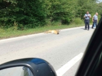 NIKAD DOVOLJNO OPREZA: Automobil udario malo lane kod Bugojna, stigao i veterinar (FOTO)