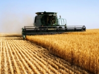 PRINOS JE IZNAD VIŠEGODIŠNJEG PROSJEKA: Cijena pšenice prati cijene sa berzi u okruženju