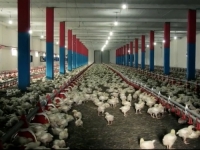 DOGOVORENO NA DANAŠNJEM SASTANKU: Na tržištu EU-a od naredne godine mogla bi se naći...