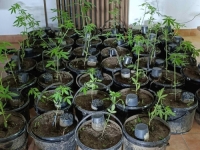 CIJELA PLANTAŽA: U Doboju pronađeno 813 stabljika marihuane