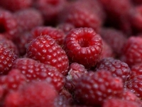 LIDER PROIZVODNJE U BiH: Suša smanjila prinos maline ove godine, ali je zato urod kvalitetniji