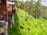 VISOKE TEMPERATURE NISU PREPORUČLJIVE ZA VRCANJE: Loši vremenski uslovi ugrožavaju ovogodišnji prinos meda