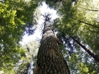 KAZNE DO 2.000 EURA: Sjeverna Makedonija zabranila kretanje šumama