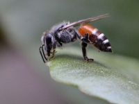 UZBUNA MEĐU LOKALNIM PČELARIMA: Naučnici otkrili prvu koloniju invazivne crvene patuljaste pčele u EVropi