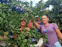 UROD ŠLJIVE U GRADAČCU UDVOSTRUČEN, OČEKUJE SE REKORDAN IZVOZ: Dnevnica berača...