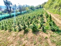 POLICIJSKA AKCIJA: Pronađena plantaža kanabisa s 3000 stabljika, uhapšene tri osobe