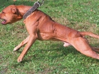 STRAVIČNI PRIZORI U SPLITU: Pitbull napao i raskomadao maltezera pred šokiranim prolaznicima
