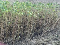 SUŠA UČINILA SVOJE: Poljoprivrednici iz Brčkog moraju uništiti zasijanu soju