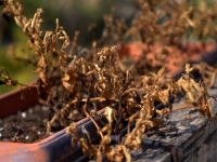 OD SUŠE PREKO POŽARA DO UNIŠTENIH POLJOPRIVREDNIH DOBARA: Teško ljeto za širi...