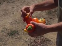 KAD NISU OLUJE, MRAZEVI I GRADOVI ONDA JE SUŠA: Prinosi sezonskog povrća i voća su prepolovljeni, a od...