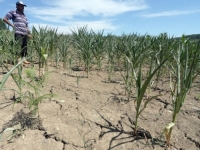 NA SJEVEROISTOKU BiH VELIKA SUŠA: Zemlja 'ne miče' pod kombajnom od 19 tona; Poljoprivrednici već brinu za...