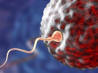 SVE SMO U ŠKOLI NAUČILI POGREŠNO: Bebe se ne prave tako što 'najbrži spermatozoid' oplodi jajnu ćeliju