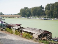 SAVA U BEOGRADU POTPUNO ZELENA: Pedeset nijansi ove boje zbog biljke koja je prekrila rijeku