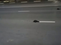 MRTVE PTICE PADAJU S NEBA U AUSTRIJI NAKON STRAVIČNOG NEVREMENA: Šta se ovo dešava?; 'Sakupljamo kilograme mrtvih lasta'