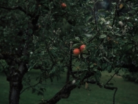 IAKO JE POČETAK GODINE BIO OBEĆAVAJUĆI: Visoke temperature dotukle pojedine sorte voća u RS-u