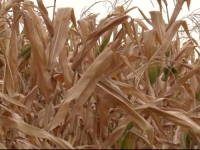 VRUĆINE I SUŠA NAPRAVILI OGROMNE ŠTETE: Poljoprivredni proizvođači traže da se proglasi stanje elementarne nepogode