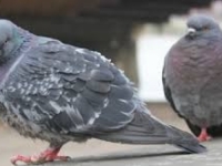 GAZDARICA OTIŠLA U SARAJEVO: Golubovi 'opsjednuli' stan u središtu Zagreba, stanari zgrade očajni