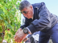 MALA NESPRETNOST NA DIPLOMATSKOJ BERBI: Milanović s ambasadorima brao grožđe pa porezao prst