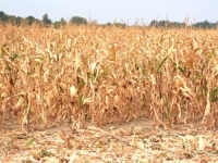 SUŠA 'POKOSILA' I NAJVEĆU BH. ŽITNICU: Ratari traže hitnu reakciju - proglašenje elementarne nepogode, odgovora zasad nema.