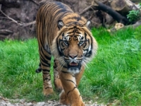 ZAVRŠILA JE U BOLNICI: Tigar napao radnicu australskog zabavnog parka