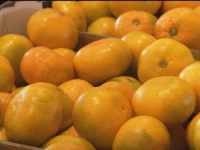 VELIKI PROBLEMI ZA VOĆARE: U dolini Neretve očekuje se upola manji urod mandarina nego prošle godine