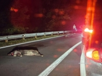 KRDO DIVLJIH SVINJA PRELAZILO M-17: Dvije su stradale kada je automobil naletio