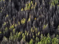 ŠTA ĆEMO SAD: Prošle godine drveće i zemlja skoro da nisu apsorbovali CO2