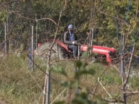 NEVJEROVATNA PRIČA O POVRATKU, PRIJATELJSTVU I OBNOVI: Peran i Mirsad oživjeli voćnjake, ubiru plodove 5.000 sadnica -'Jako nas je iznendila dunja...'