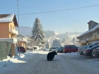 NEOBIČNA I ZASTRAŠUJUĆA SCENA U GORNJEM VAKUFU: Medvjed se spustio u grad, hodao ulicom... (FOTO)