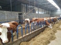PRIJETI VELIKA OPASNOST: Zaboravljeni virus budi strah kod farmera