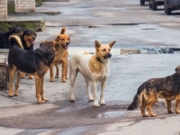 NAPALI JE DOK JE IŠLA PO KNJIGE: Psi lutalice do smrti ujedali djevojčicu