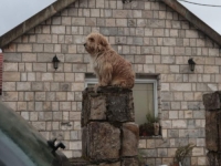 PRIZOR IZ CETINJA TJERA SUZE NA OČI: Mali pas sjedi na ogradi i čeka dječake koji neće doći (FOTO)