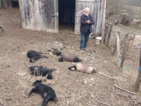 PSI LUTALICE HARAJU BEZ KONTROLE: Stočari u bh. gradu na mukama