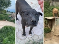 OPTUŽEN ZA MUČENJE ŽIVOTINJA: U mobitelu splitskog psihijatra pronađeni uznemirujući snimci