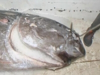 NESVAKIDAŠNJI ULOV: Ribari u Dalmaciji uhvatili grdosiju tešku čak 300 kilograma