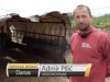 HAOS U BiH: Medvjed upao u tor i napravio pokolj ovaca, mještani u šoku i strahu