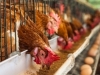 APEL UDRUŽENJA 'PRIJATELJI ŽIVOTINJA': Za proslavu Uskrsa nam nisu potrebna jaja, može za praznik i veganska trpeza