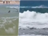 ZASTRAŠUJUĆE SNIMKE S MEDITERANA: Morski pas kružio oko djece u plićaku, pa usmrtio...