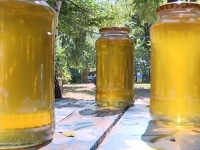 NOVO NENORMALNO: Iz Bosne i Hercegovine izvezeno 10 tona meda, a uvezeno čak...