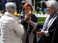 BUĐENJE NOVOG ŽIVOTA: Udruženje Renesansa organiziralo tradicionalnu akciju 'Dani narcisa'