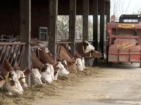 FARMERI U PANICI, INSTITUCIJE 'U POJAČANOM NADZORU': 'U strahu smo, Hrvatska nam je najbliža po pitanju žarišta'