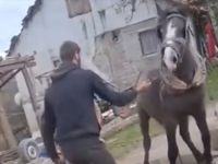 POLICIJA OBJAVILA DETALJE: Identifikovane osobe koje su tukle konja, uznemirujući video