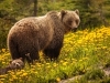 SLOVAČKA ODOBRILA PRODAJU MESA JEDNE ZAŠTIĆENE VRSTE: Oštre kritike od strane Greenpeace-a
