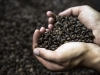 NOVO NENORMALNO: Kilogram kafe skuplji od 25 kilograma brašna, ali ni to nije najgore od svega...