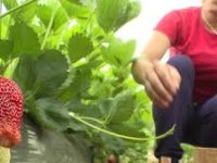 POČELA BERBA JAGODA U TK, S POSEBNIM FOKUSOM NA ČELIĆ: Kilogram ovog voća košta i do 12 KM, dok je satnica beračima...
