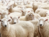 VETERINARI UPOZORAVAJU: Ne rizikujte zdravlje tokom klanja kurbana