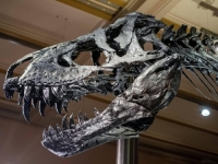 'PALEONTOLOŠKI ČUDAK': Konačno riješena misterija morskog čudovišta iz davnina... (VIDEO)