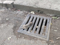 KOLIKO BANJALUKA VODI BRIGU O DERATIZACIJI: U centru grada mrtav pacov, 'Zakon se primjenjuje djelomično, kada glodari već uzmu maha...'