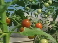 MOŽE I BALKONU: Ovu vrstu paradajza slobodno posadite, otporna je i rađa obilato, samo je potrebno...