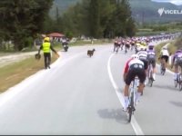 NIJE SE DALA OMESTI: Koza naletjela na biciklistu tokom čuvenog Giro d'Italia (VIDEO)